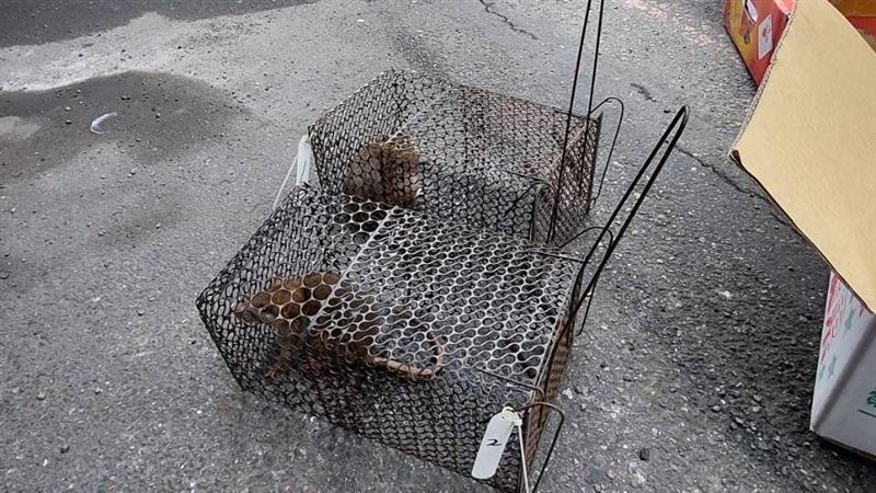 新/北市今年首例漢他病毒 7旬翁發病8天亡