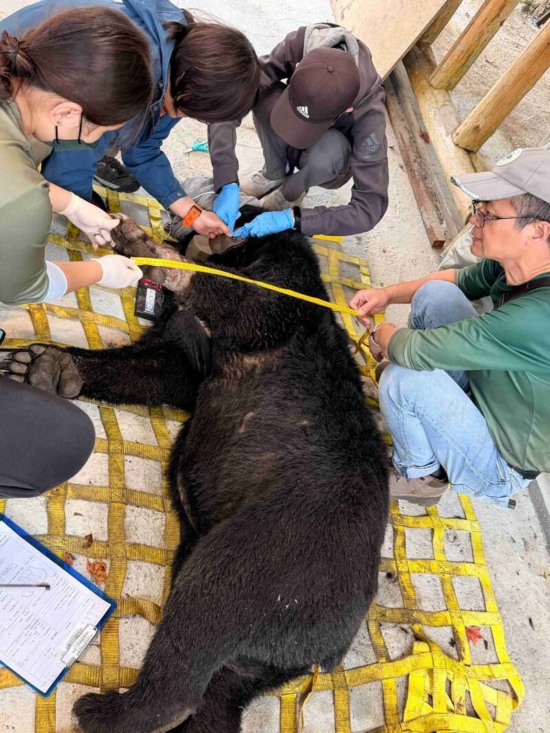 生物多樣性研究所獸醫檢查，確認黑熊無外傷，是隻體重123公斤的成年公熊。（圖／嘉義林業分署提供）
