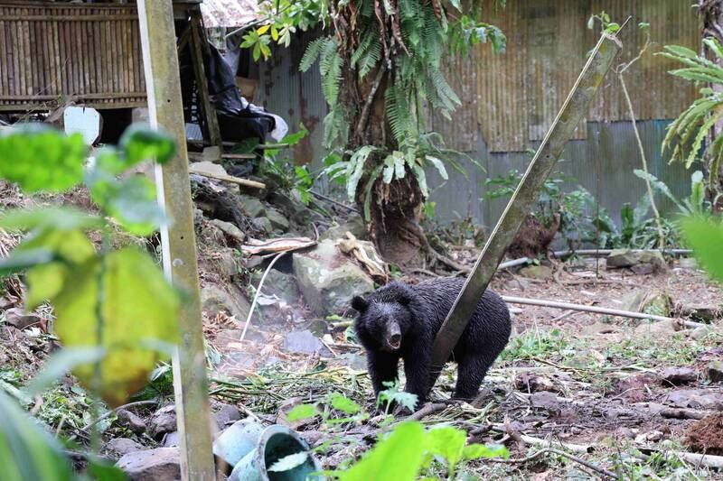 台灣黑熊在阿里山部落趴趴走，被安全套索捕獲野放。（圖／嘉義林業分署提供）