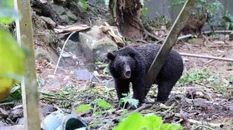 阿里山冰箱殺手落網！黑熊將送深山野放