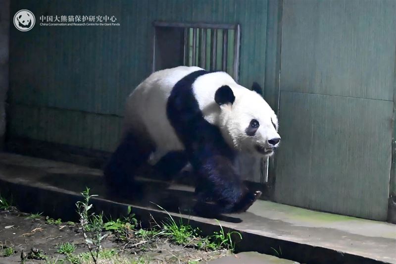 日本上野動物園超人氣龍鳳胎熊貓「曉曉」與「蕾蕾」租約到期遣返中國。（圖／翻攝自央視網「熊貓頻道網站」）