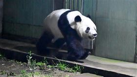 日本上野動物園超人氣龍鳳胎熊貓「曉曉」與「蕾蕾」租約到期遣返中國。（圖／翻攝自央視網「熊貓頻道網站」）
