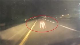 國道3號北向316公里台南白河路段，昨天（30日）凌晨發生一起離奇車禍，民眾開車行經該路段時，撞上一隻誤闖國道的水鹿，水鹿當場傷重身亡。（圖／翻攝畫面）