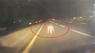 「水鹿」誤闖國道　駕駛驚嚇瞬撞影片曝光