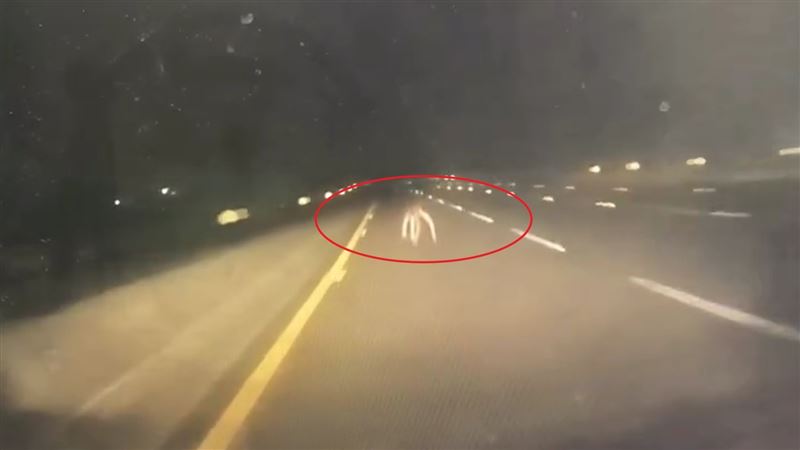 國道3號北向316公里台南白河路段，昨天（30日）凌晨發生一起離奇車禍，民眾開車行經該路段時，撞上一隻誤闖國道的水鹿，水鹿當場傷重身亡。（圖／翻攝自Threads@minghanya）