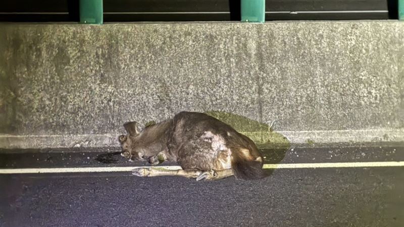 水鹿被撞當場傷重身亡。（圖／翻攝畫面）