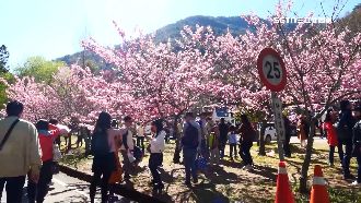 5天旅費破5萬　網：國旅成「炫富代名詞」