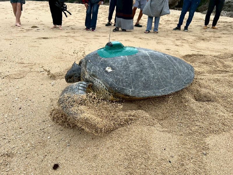海保署近期發現一隻民國112年首度現蹤且標記過的母龜，2025年12月居然再度返回同沙灘產卵。初判全球暖化導致海溫上升，可能影響繁殖時序延長。（海保署提供）