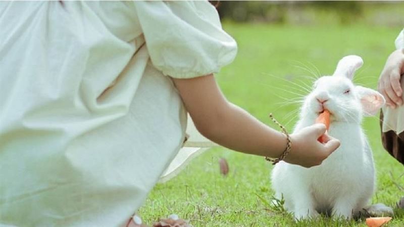大陸河南發生一起幼童餵食家中兔子遭咬斷手指的驚悚事件。（示意圖非當事兔／Pixabay）