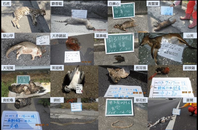 國道13年累積9萬筆路殺紀錄，其中又以脊椎動物種類組成以中小型鳥類數量最多，其次為狗和貓。（圖／高公局提供）