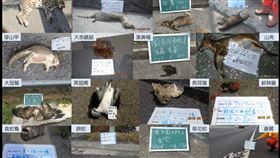 高公局,路殺,動物,國道,高速公路,屍體,水鹿,死亡（圖／高公局提供）