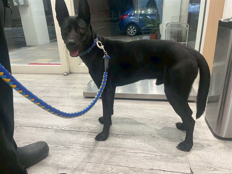 議員江和樹與議員陳廷秀已將狗狗帶回，目前已安置在動物醫院。（圖／翻攝畫面）