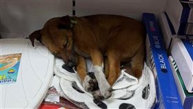 烏克蘭的商店、餐廳和行政機構都敞開大門，收留無家可歸的貓狗。（圖／翻攝自X平台 @avalaina）