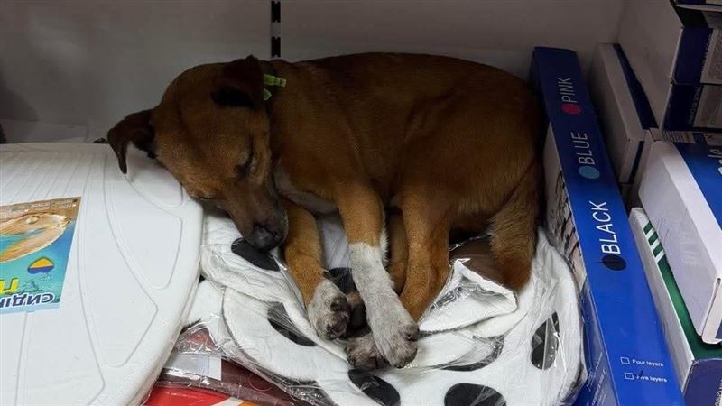 俄轟炸烏-22度斷電 人們開店收留凍傷貓狗