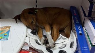 俄轟炸烏-22度斷電 人們開店收留凍傷貓狗