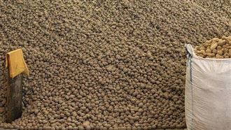 馬鈴薯洪水來襲！柏林街頭4000公噸免費拿