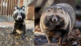 狸貓,消瘦,苗條,阿嬤養的,日本(翻攝X@racoonandfox)