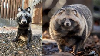 阿嬤養的？日本狸貓養2年網友都吃驚