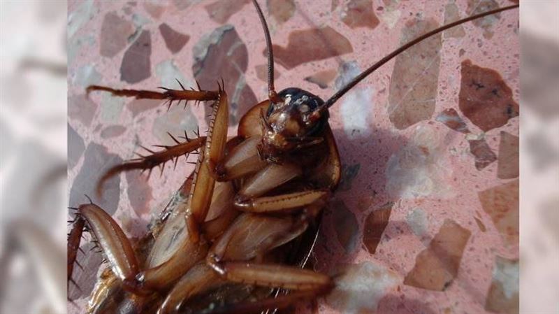 達人公開0成本滅蟑法!靠剩酒一夜抓2隻