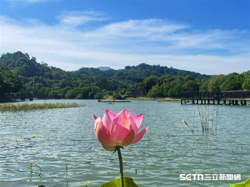 到了夏天，馬上又轉換成不同的美景和氣息！東勢林業文化園區在夏天時，彷彿換上生機勃勃的綠意新裝，廣大的貯木池被滿池荷花簇擁，翠綠的荷葉隨風搖曳，粉嫩花朵在艷陽下優雅綻放，與後方斑駁的燃料倉遺構形成「剛與柔」的強烈視覺對比。（圖／翻攝自東勢林業文化園區臉書）