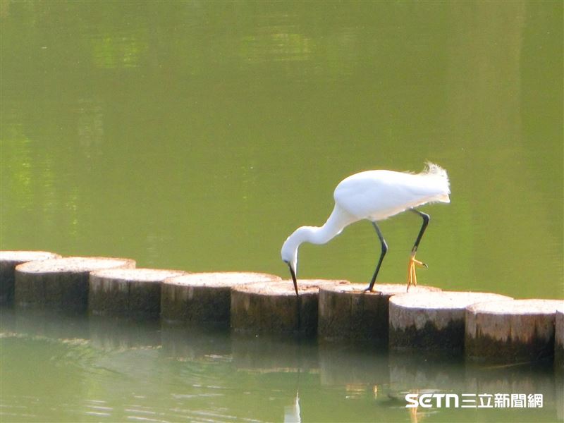東勢林業文化園區是一個結合了工業遺構、自然生態與現代木育美學的多元場域。 它完整保留了60年代東亞最大製材廠的歷史殘跡，如燃料倉與貯木池，展現出獨特的滄桑工業美感；同時，透過「原木創森」特展與「寬茶一號院」的活化設計，將枯燥的歷史轉化為充滿質感的文藝空間。園區內生態豐富，不時可見穿梭林間的松鼠、飛舞的蝴蝶與豐富的鳥類，貯木池更是水生昆蟲與候鳥的樂園。（圖／翻攝自東勢林業文化園區臉書）