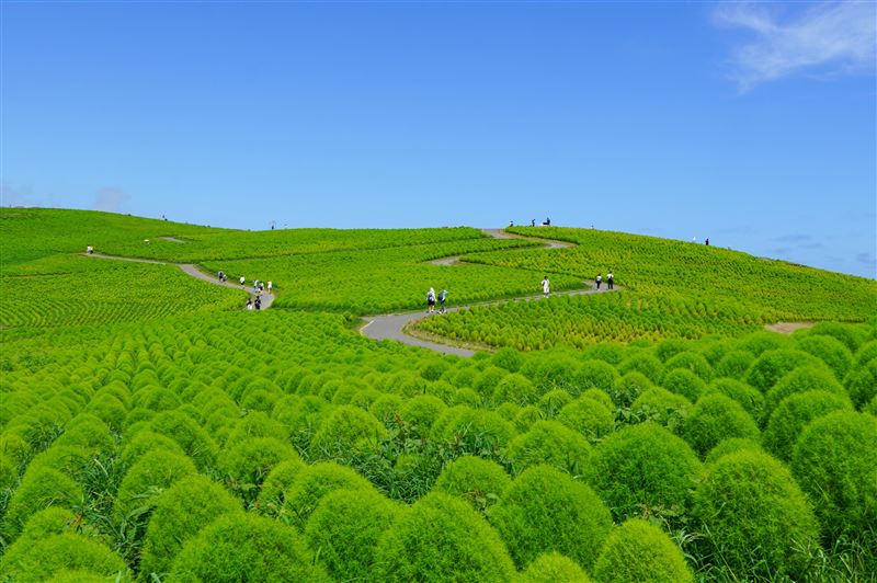 國營常陸海濱公園｜8月至9月：療癒系翠綠掃帚草（波波草）。（圖／茨城縣觀光誘客課提供）