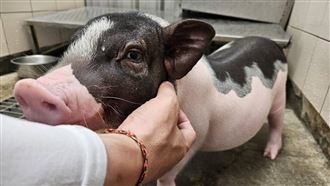 指豬為狗？麝香豬認養公告遭誤植成混種犬