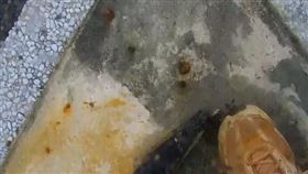 東管處,觀光署東部海岸國家風景區管理處,加路蘭,台東,鏡頭君,影像,鏡頭,破壞（圖／東管處YT） 