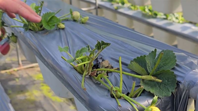 草莓園的植株被啃食，等於報廢。（圖／翻攝畫面）