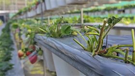 草莓園,牛,關西,菜園,嫩葉（圖／翻攝畫面）