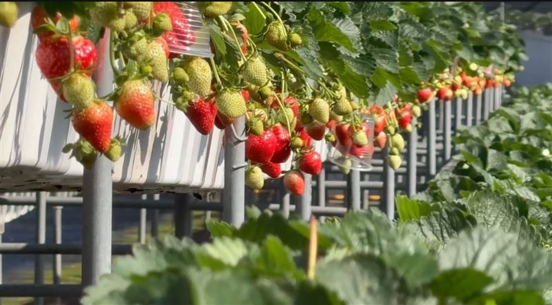 草莓園標榜無農藥栽種，卻因黃牛飼主放養遭殃。（圖／翻攝畫面）
