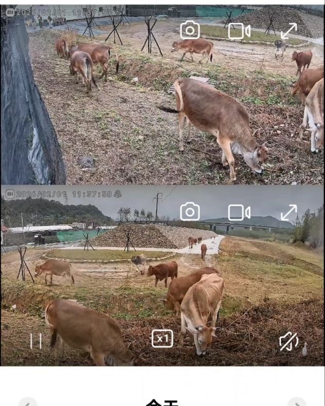 牛群放養無人管，新竹縣動保所將開罰。（圖／翻攝自《長鑫莓果農園》臉書）