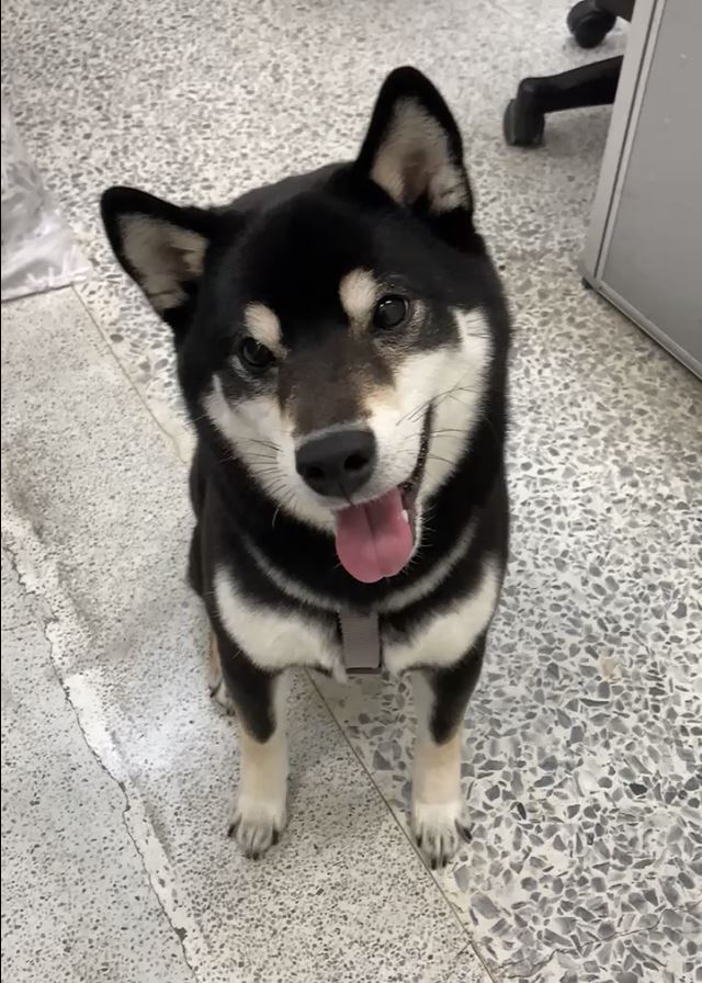 北市動保處今公布春節期間動物醫院營業名單。（圖／北市動保處提供）