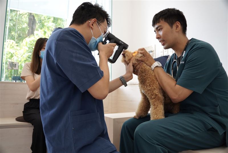 新北市動保處公布春節74家動物醫院營業時間。（圖／新北市動保處提供）