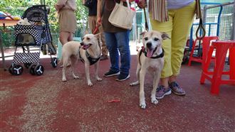 春節雙北百家動物醫院不打烊！名單一次看