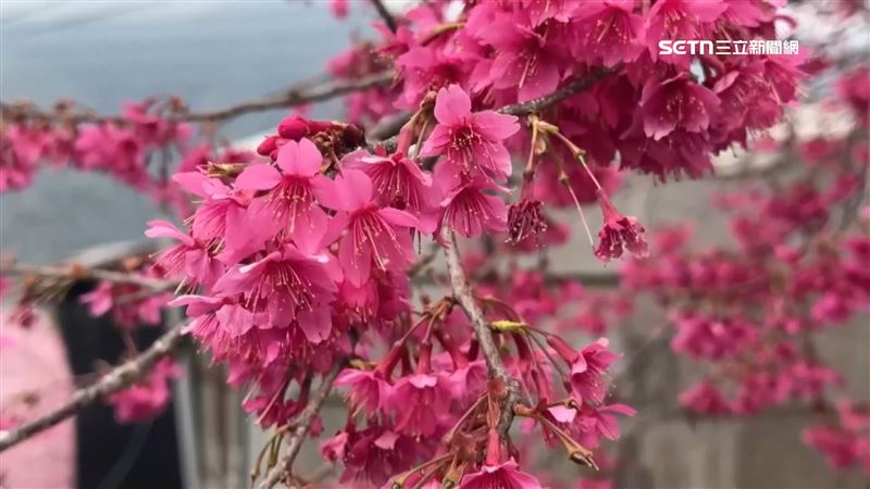 想要賞花就要把握花季，避免上山撲空