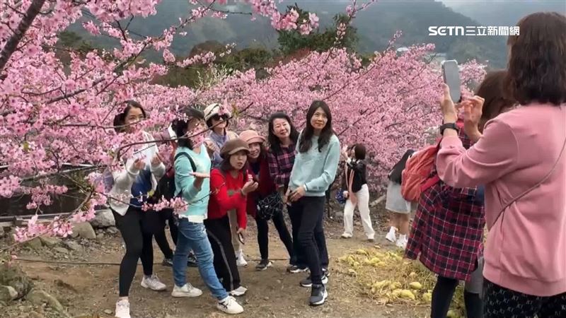 櫻花綻放，夢幻場景吸引遊客駐足拍照
