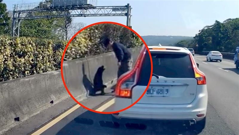 女駕駛國道急煞停下　整排車等她…救狗