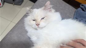 公寓住戶發現不像是在外流浪的貓鑽進套房中，決定幫牠找主人。（圖／翻攝自PTT）

