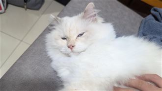 貓鑽進家裡!住戶請假幫找主人 結局超無言