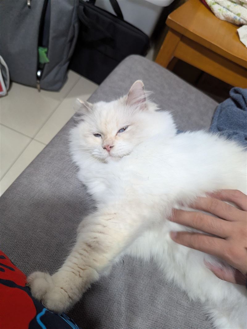 公寓住戶發現不像是在外流浪的貓鑽進套房中，決定幫牠找主人。（圖／翻攝自PTT）