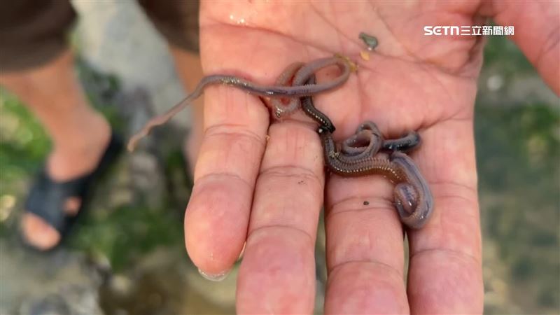 新北貢寮的馬崗漁村的潮間帶，近期卻疑似遭到人為下毒，大量魚苗暴斃