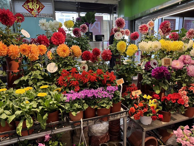 過年期間最受歡迎的花卉百合、銀柳、菊花等，價格估比去年便宜約1成。（圖／台北花市提供）