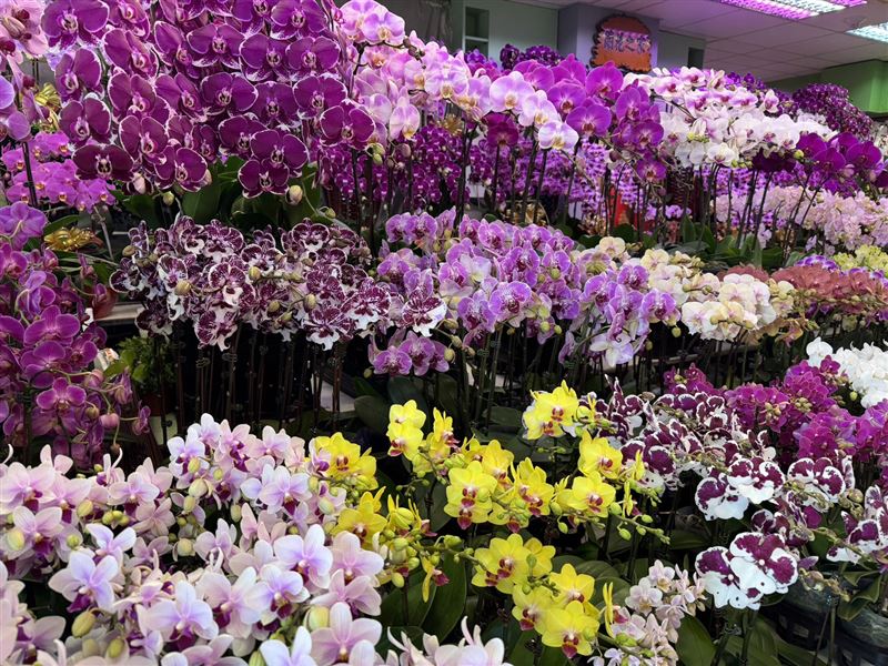 蝴蝶蘭、金桔、長壽花、鳳梨花及菊花等，都是民眾過年期間常購買的應景花卉。（圖／台北花市提供）