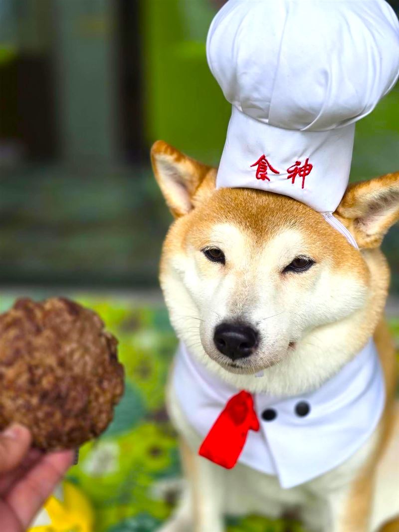 敘日全日餐廳即日起開放早餐時段寵物入席，毛孩可陪伴飼主一同用餐，全面升級人寵共食服務，為旅宿早晨增添溫馨互動時光。（圖／飯店旅宿業者提供）