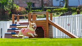 「威斯汀毛孩樂園」多元的遊憩設施，讓愛犬盡情玩樂。圖 大溪笠復威斯汀提供。（圖／飯店旅宿業者提供）