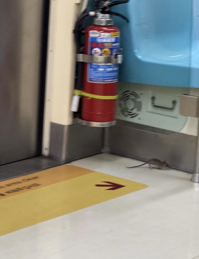 老鼠出沒在台北捷運車廂。（圖／@kyeh318 授權）