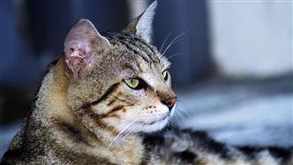 小貓,幼貓,浪浪。（示意圖／PIXABAY）