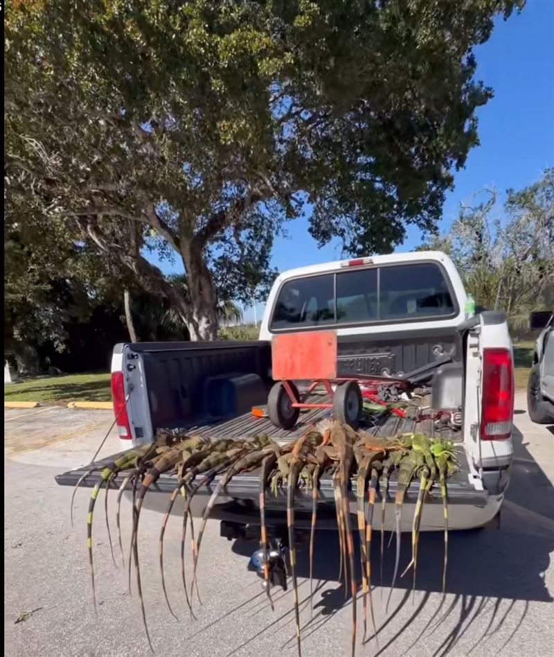 美國佛州急凍，竟下起「綠鬣蜥雨」。（圖／翻攝自X平台 @DanEBoy09）