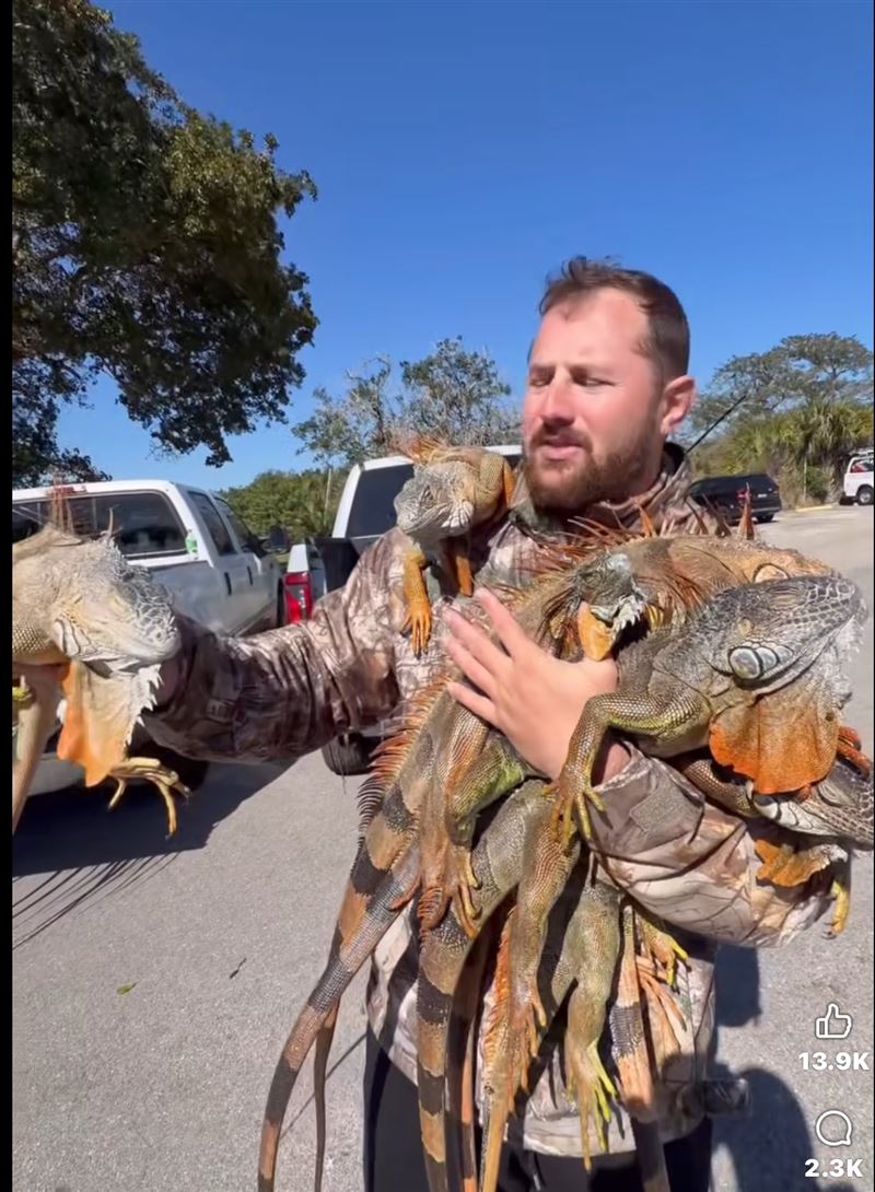 在佛州，包括綠鬣蜥在內的鬣蜥其實屬於外來種，當局趁機撲殺逾5000隻。（圖／翻攝自X平台 @DanEBoy09）